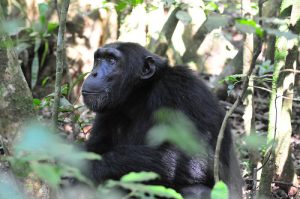 Watch gorillas in Rwanda national parks