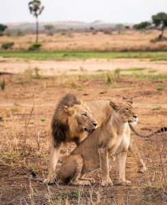 See lions in Akagera national park - Rwanda