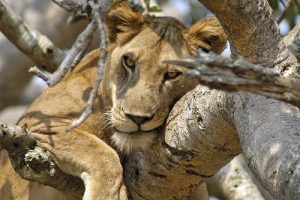 Africa Safari