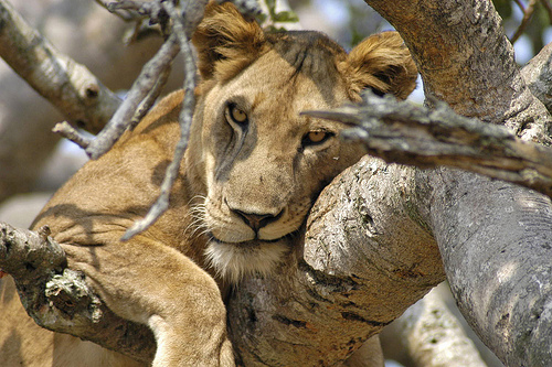 Wildlife safaris Uganda