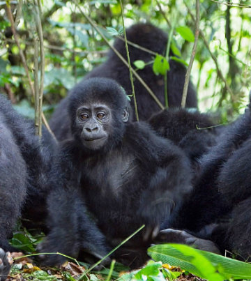 Rwanda Gorilla safaris