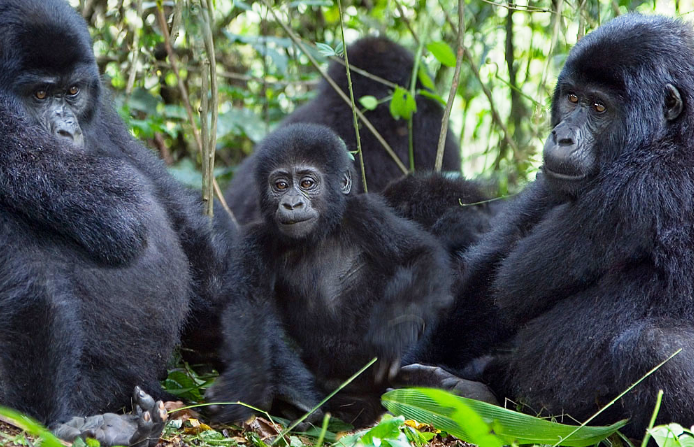 Rwanda Gorilla safaris