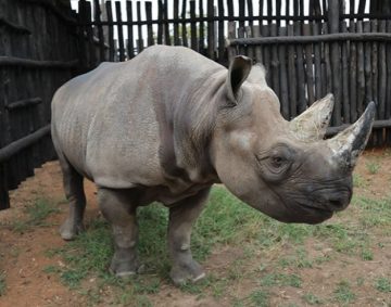 Black-Rhino-in-Rwanda