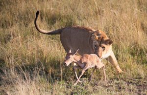 Lioness in Uganda