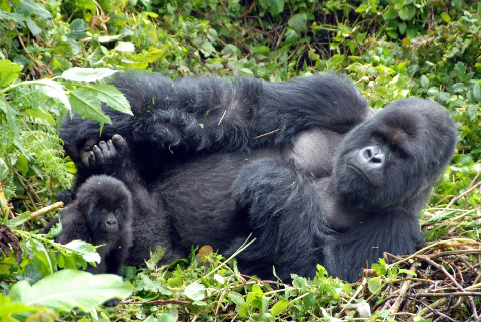 uganda gorilla safaris, gorilla trekking in Uganda, Uganda gorillas, trekking gorillas in Uganda