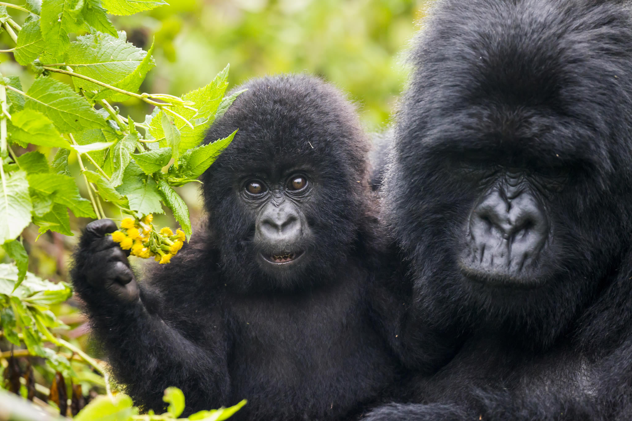 rwanda gorilla tours from south africa