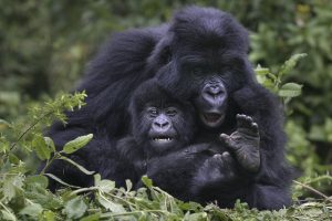 Gorilla trekking in Rwanda, Gorilla safaris in Uganda, Trekking gorillas in Rwanda, Rwanda gorilla tours, gorilla safaris africa