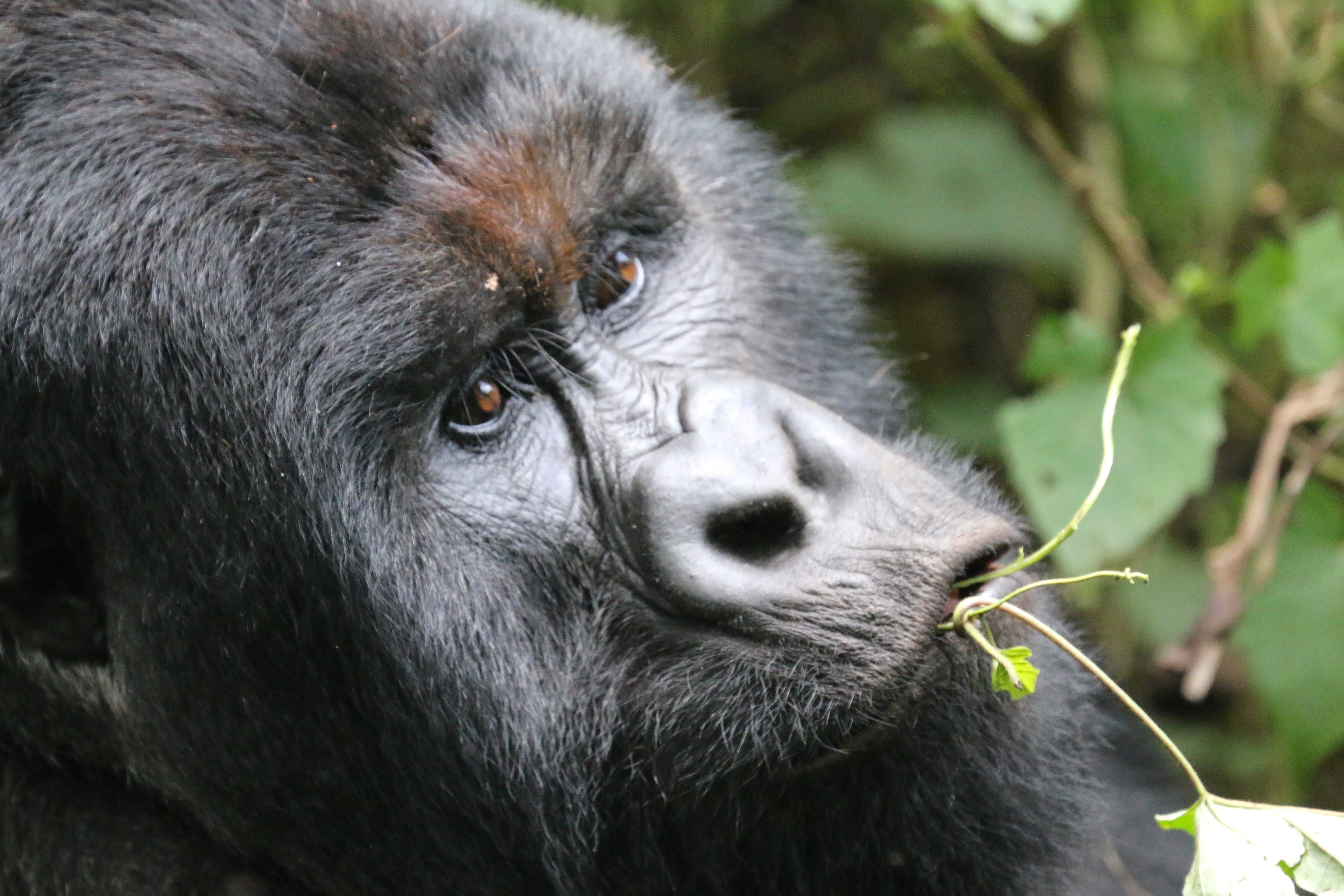 kwita Izina ceremony in Rwanda, Gorilla safaris is Rwanda, Gorilla trekking in Rwanda, Rwanda gorilla tours