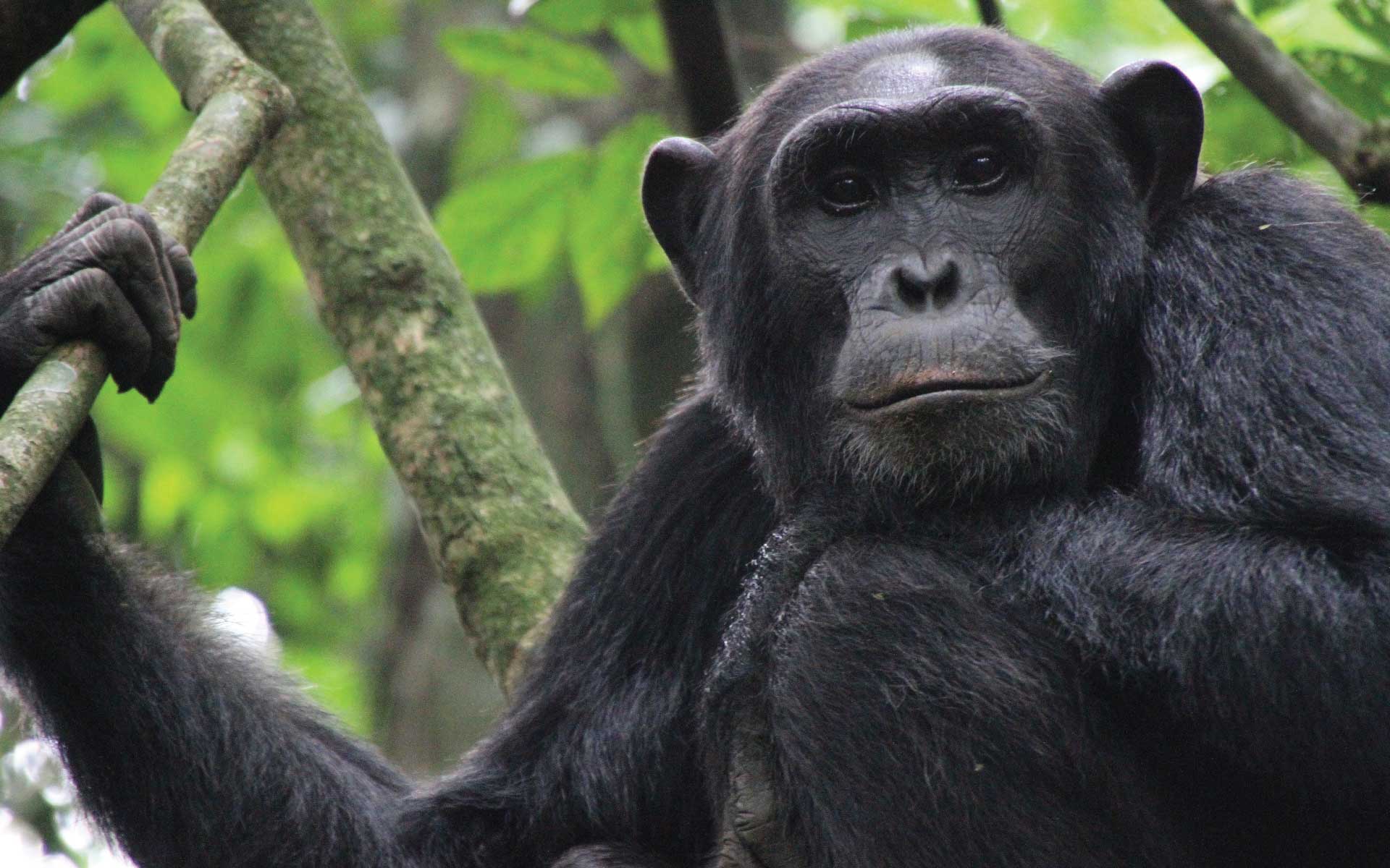 Chimpanzee habituation experience in Uganda, Chimpanzee trekking in Uganda, Chimpanzee tours in Uganda, Uganda safaris, Primate safaris in Uganda