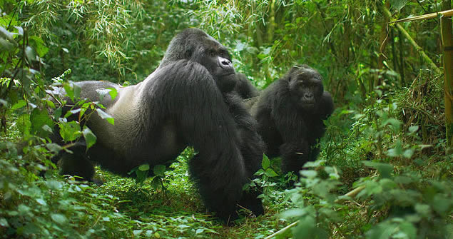 Gorilla trekking in Rwanda, Rwanda silverback gorillas, gorillas in Uganda, trekking gorillas in Rwanda, Rwanda gorilla tours, Rwanda gorilla tracking safaris