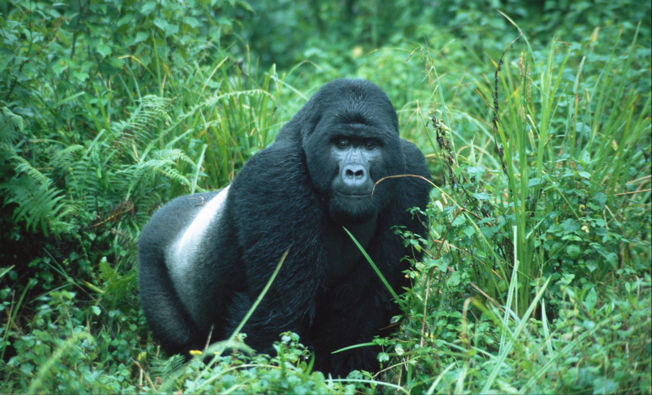 uganda silverback gorillas tour