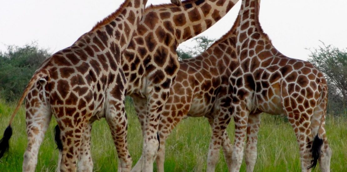 Giraffes in Serengeti National Park