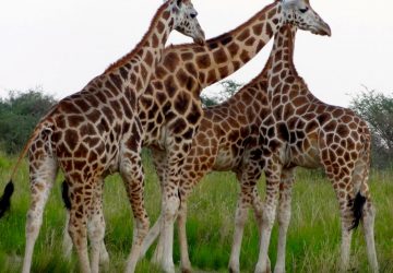 Giraffes in Serengeti National Park