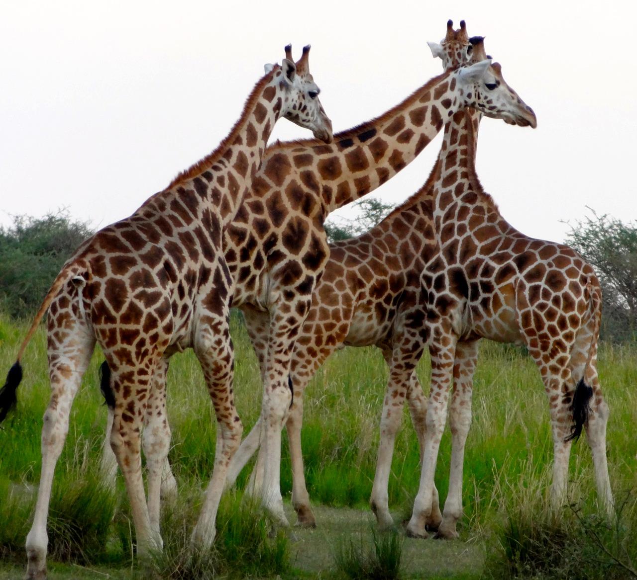 giraffe safari uganda