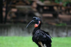 Abyssinian_ground_hornbill in uganda, hornbills in uganda, birding safaris and tours in uganda