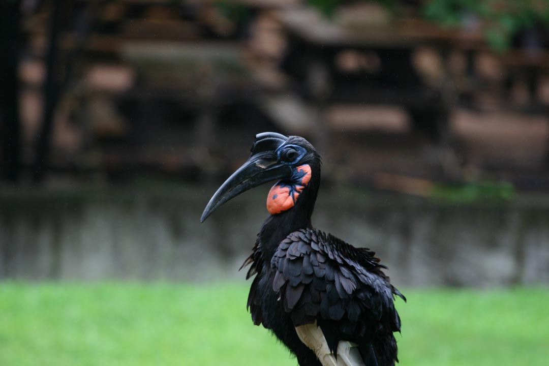 Abyssinian_ground_hornbill in uganda, hornbills in uganda, birding safaris and tours in uganda