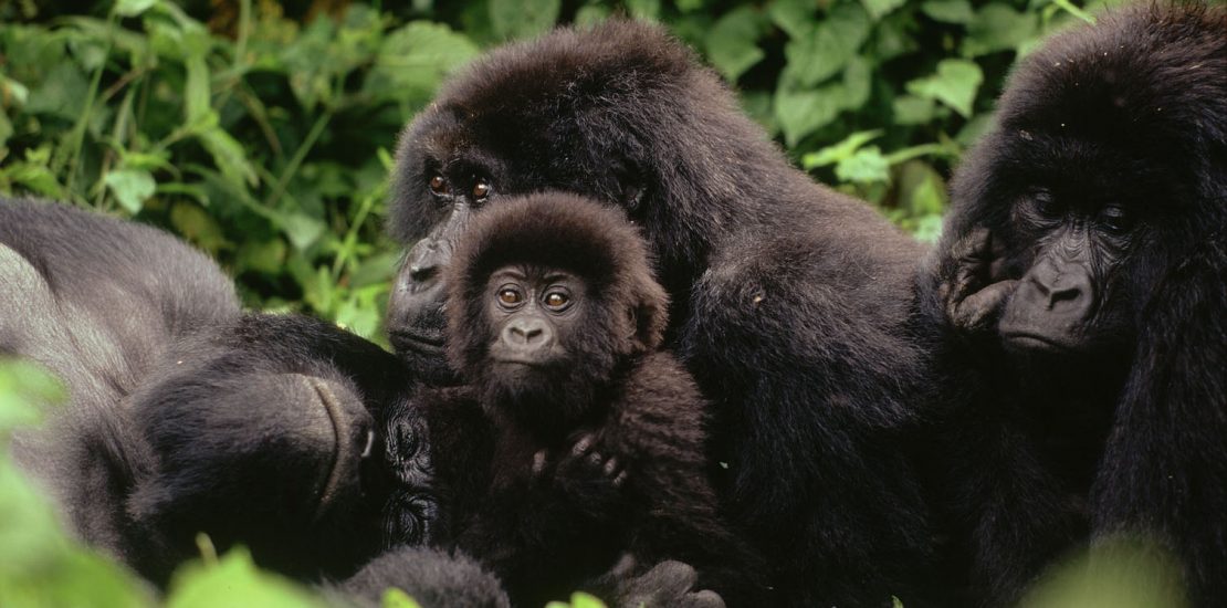 Kahuzi Biega national park, Gorilla trekking safari in Virunga national park, Congo gorilla tours, Congo gorilla trekking
