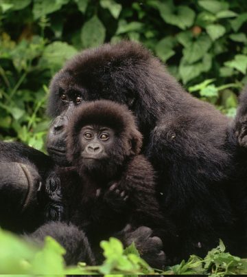 Kahuzi Biega national park, Gorilla trekking safari in Virunga national park, Congo gorilla tours, Congo gorilla trekking