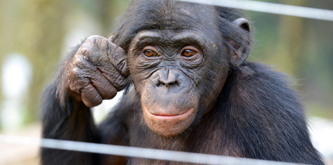 Lola ya Bonobo in Congo, Congo safaris, Gorilla trekking tours in Congo