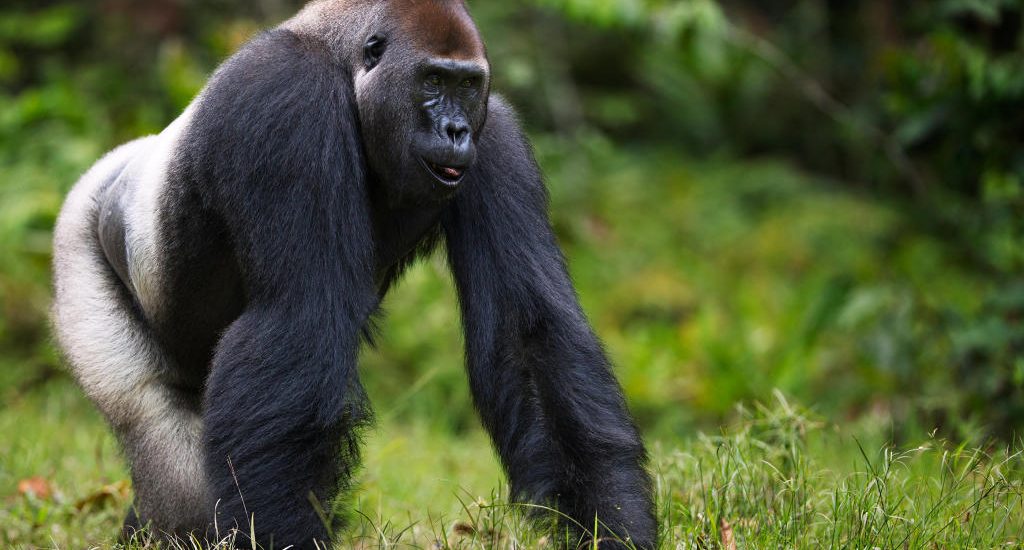 Lowland gorilla trekking in Kahuzi Biega national park, eastern lowland gorillas in congo, eastern lowland gorillas in Kahuzi Biega national park, Congo safaris, Congo gorilla trekking safaris, gorilla trekking in Kahuzi Biega national park, Eastern Lowland gorillas in Kahuzi Biega national park, visit Democratic Republic of Congo