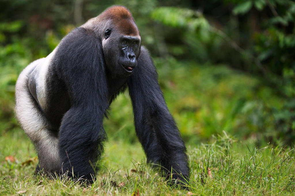 Lowland gorilla trekking in Kahuzi Biega national park, eastern lowland gorillas in congo, eastern lowland gorillas in Kahuzi Biega national park, Congo safaris, Congo gorilla trekking safaris, gorilla trekking in Kahuzi Biega national park, Eastern Lowland gorillas in Kahuzi Biega national park, visit Democratic Republic of Congo