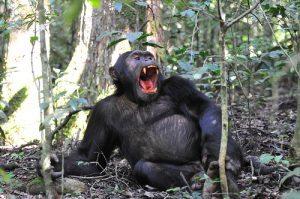 Gorilla families in Bwindi