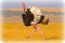 Ostrich in Uganda