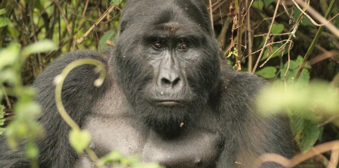 Gorilla trekking in Ruhija