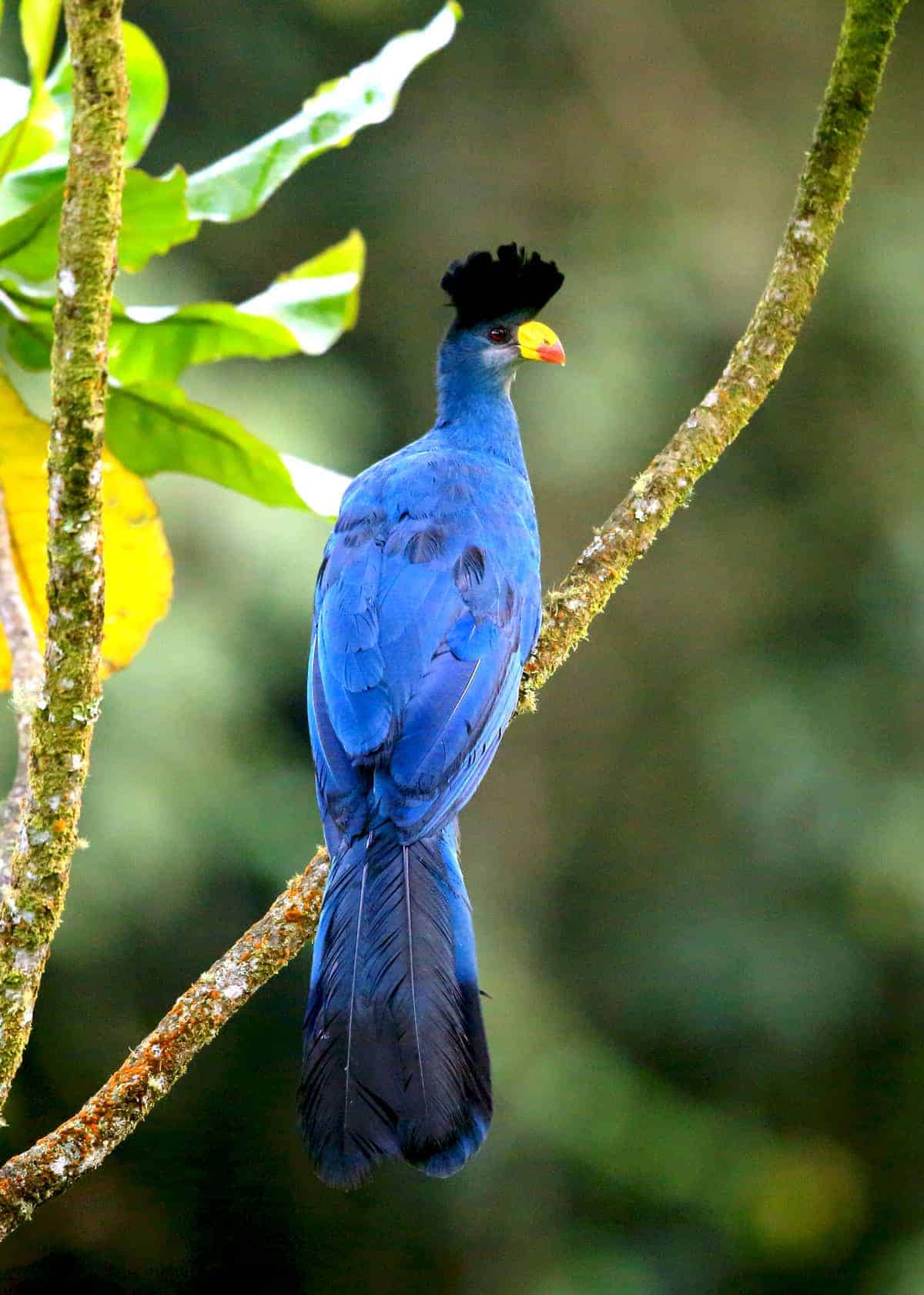 Great Blue Turaco in Uganda