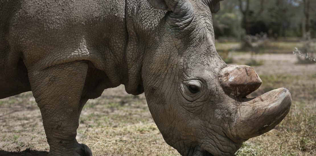 world's last male northern white rhino