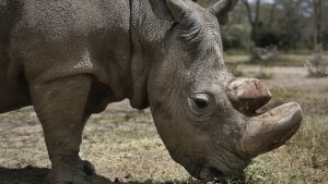 world's last male northern white rhino