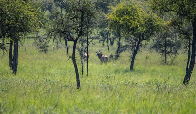 Pian Upe Wildlife reserve