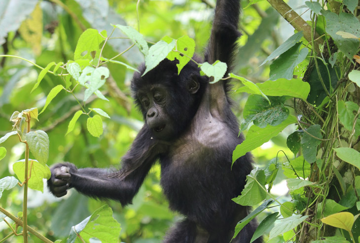 Gorilla naming