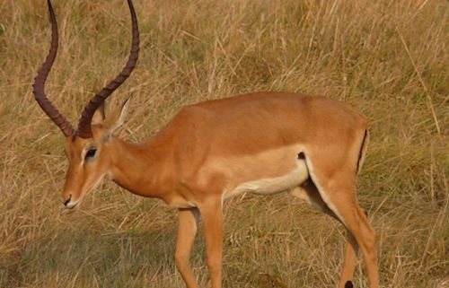 kabwoya wildlife reserve in Uganda
