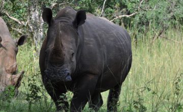 Budget safaris in Ugand, rhinos in uganda, ziwa rhino sanctuary uganda, rhino trekking in uganda, southern white rhinos in ugandaa