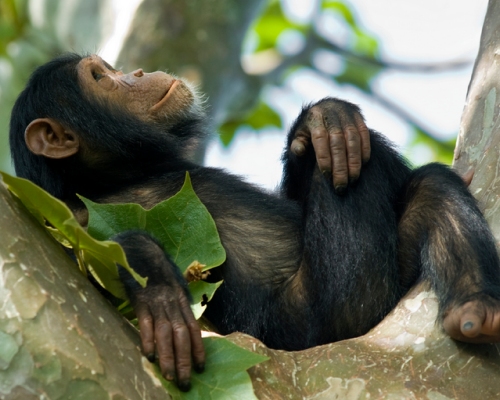 Chimpanzee tracking in Kyambura gorge