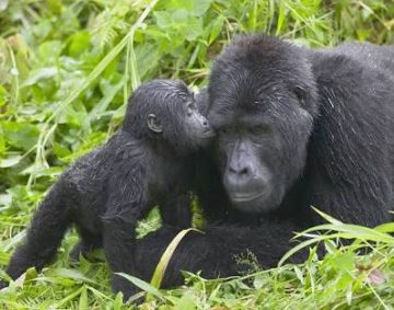 uganda national parks