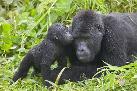 uganda national parks