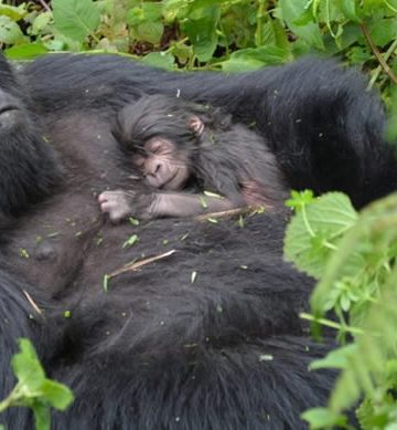 Gorilla Permits in Rwanda