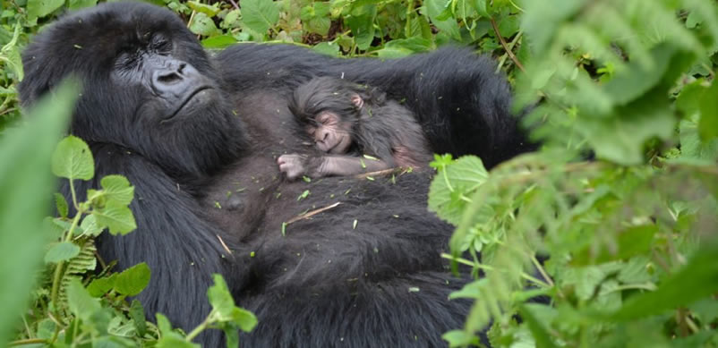 Gorilla Permits in Rwanda