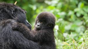 Baby gorillas born in Virunga National Park