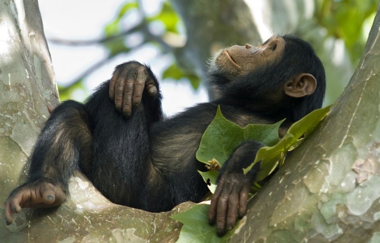 Chimpanzee tracking in Rwanda