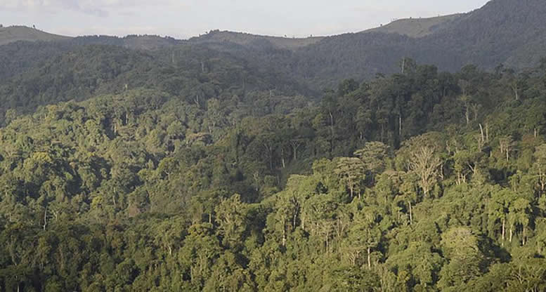 gishwati-mukura-national-park-rwanda
