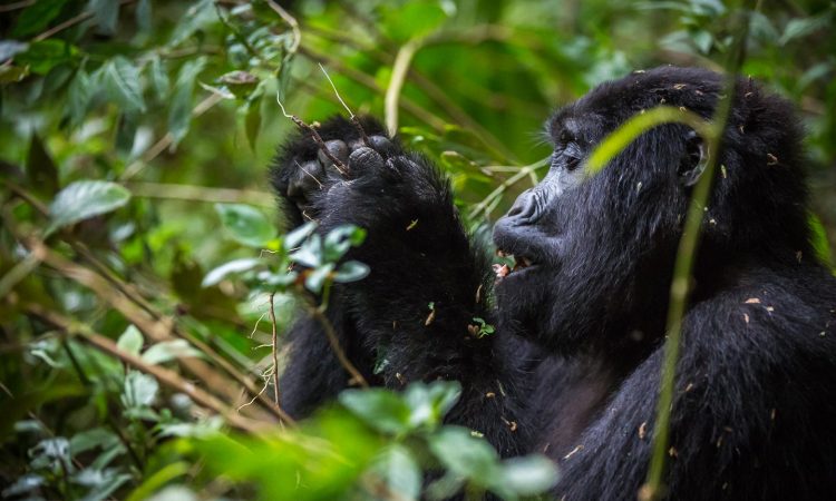 gorilla permit prices in Rwanda, Luxury Travel destinations in Rwanda