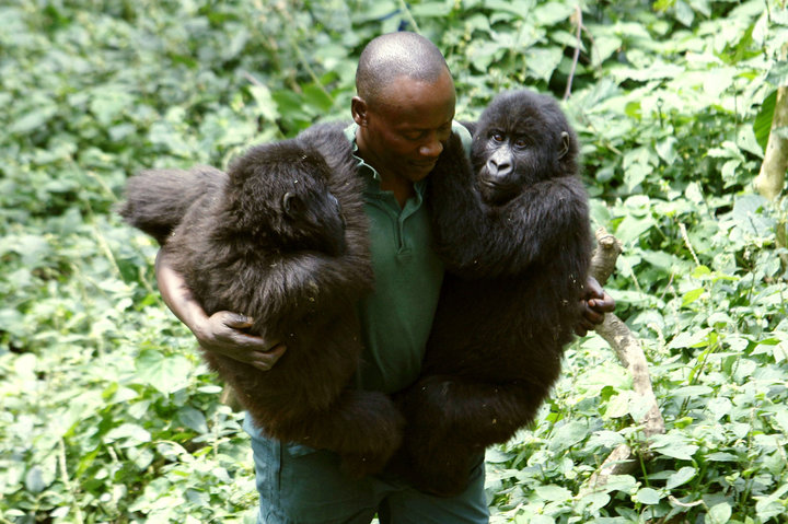 Re-opening of Virunga National park