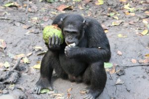 Kibale Forest National Park