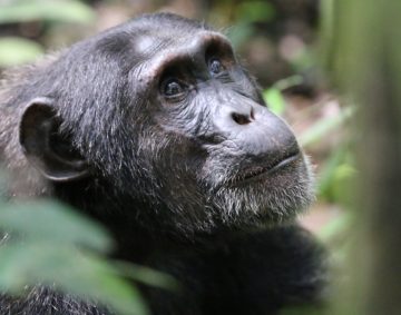 Chimpanzee habituation experience in Uganda, Uganda wildlife safaris