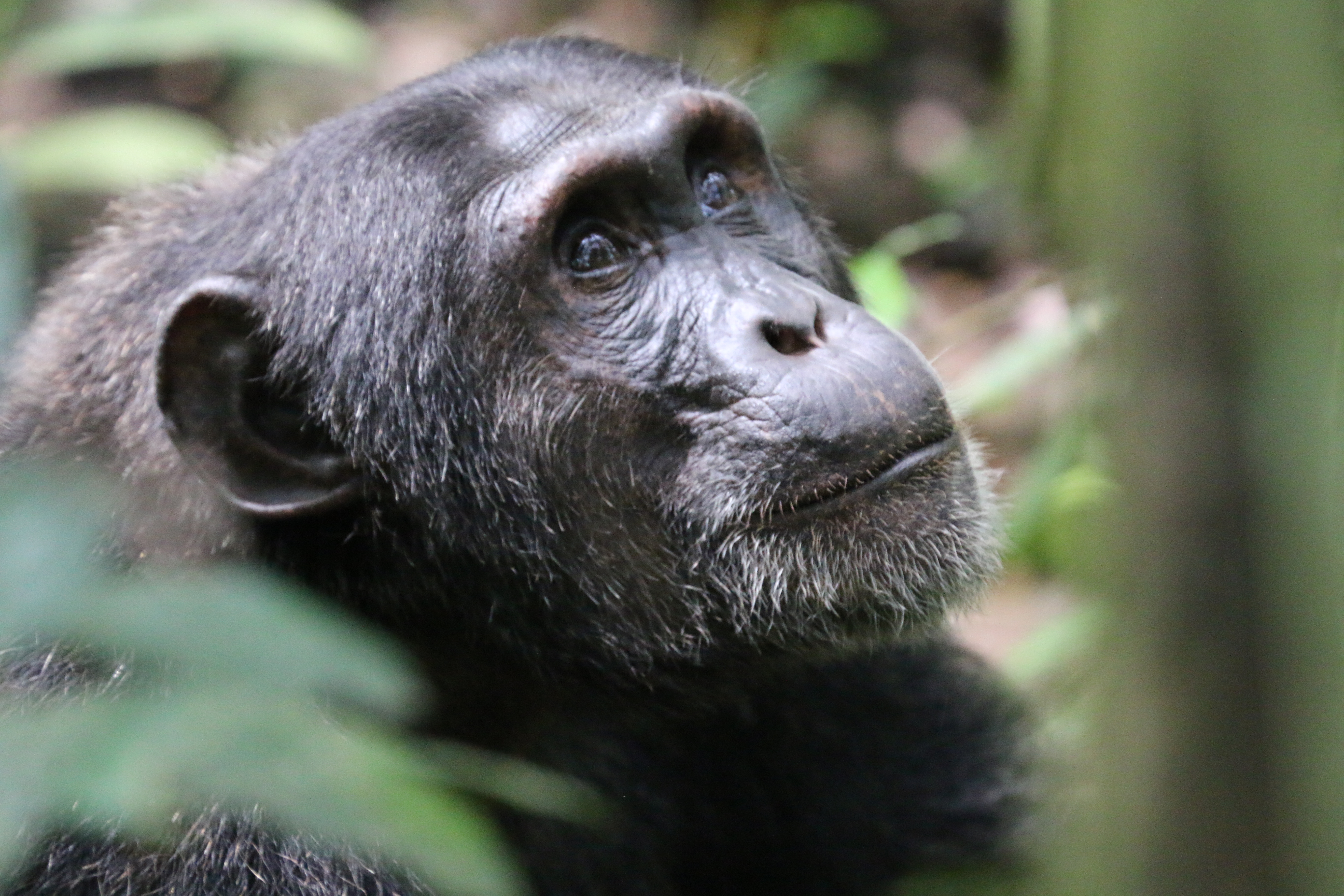 Chimpanzee habituation experience in Uganda.