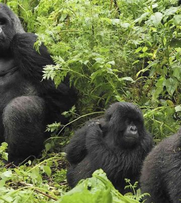 Rwigi Gorilla Family in Bwindi Impenetrable National Park.