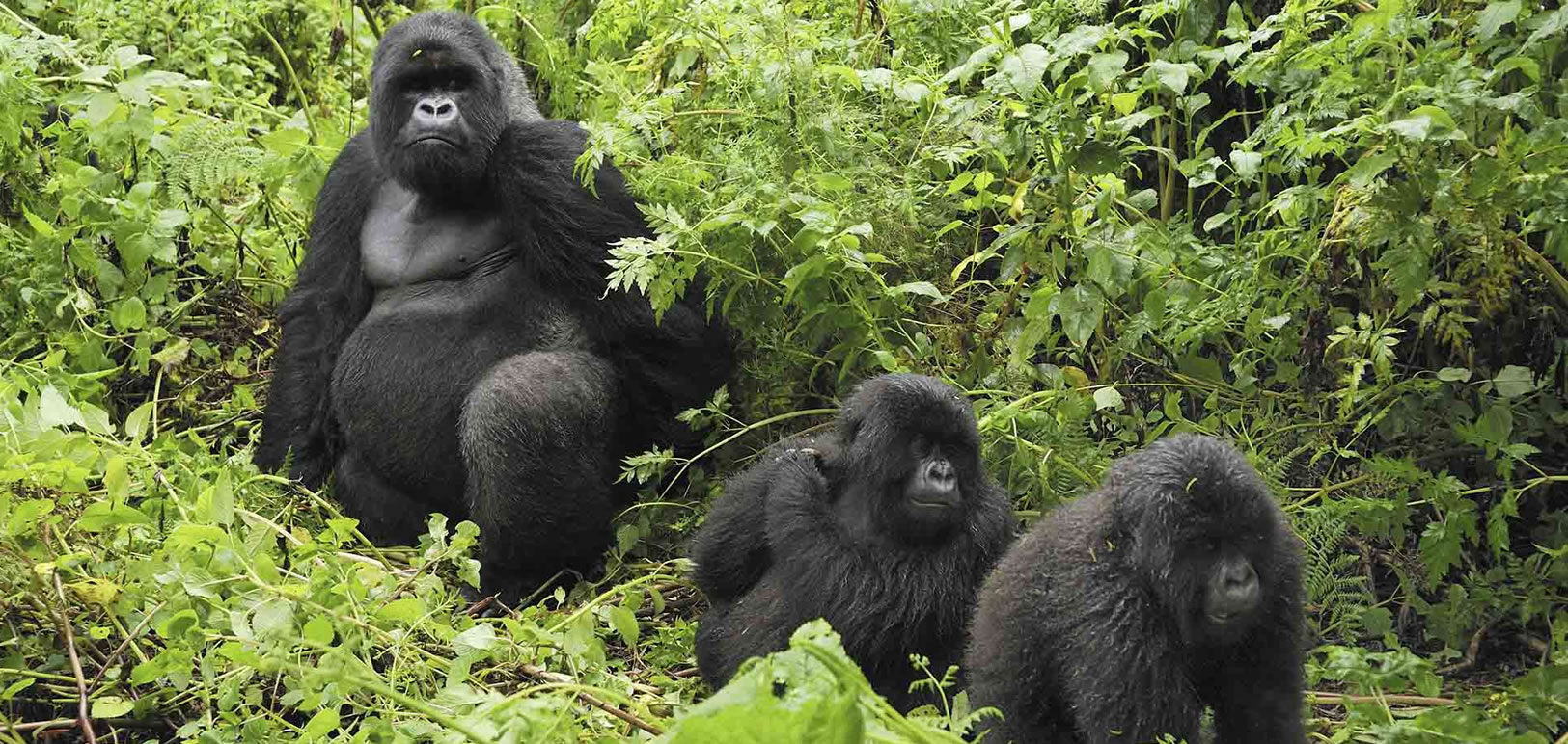 Rwigi Gorilla Family in Bwindi Impenetrable National Park.